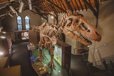 T-rex skeleton at the Australian Fossil & Mineral Museum.