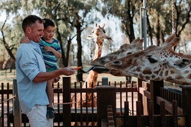 Dad holding his son up and feeding giraffes a carrot.
