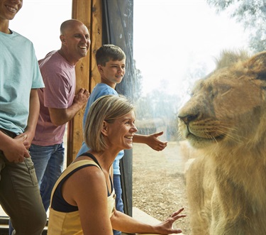 Family getting up close with a lion.