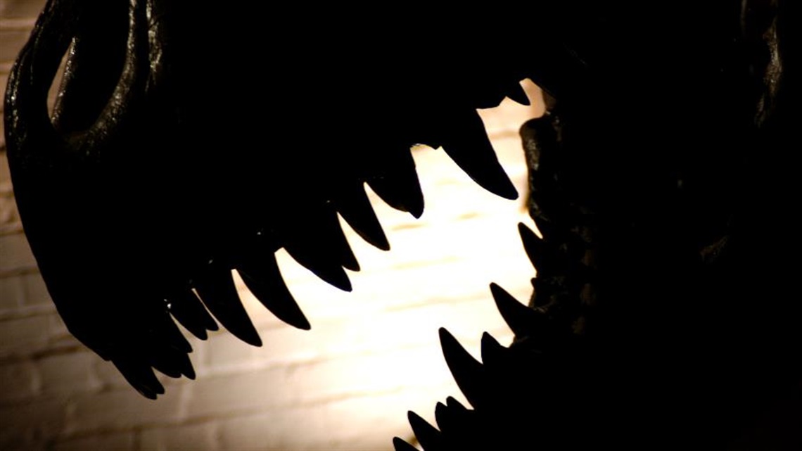 T-rex skeleton in the dark with a light behind it.