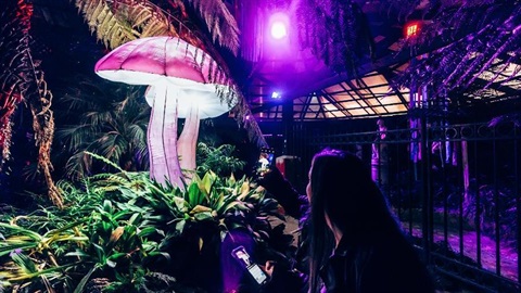 Girls walking through the lit up fernery and taking pictures of the lights.