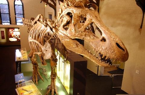 Tyrannosaurus rex skeleton located in the Australian Fossil and Mineral Museum